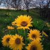 Profile Picture of trudyzimmerman485 (@@trudyzimmerman485) on Tiktok