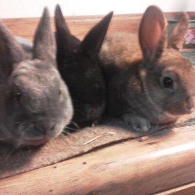 Profile Picture of Michael Creager (@skippy3931) on Twitter