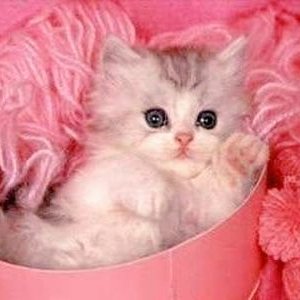 Profile Picture of Josie Baxter (@JosieBaxter16) on Twitter