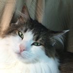 Profile Picture of Stacey Mullins (@mullins.stacey) on Instagram