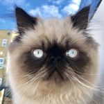 Profile Picture of Brandon, Luna & Ruby (@brandonsrandoms) on Instagram