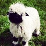 Profile Picture of Yinan LIU (@murmurs403) on Instagram