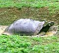 Profile Picture of Santiago Island giant tortoiseon Wikipedia