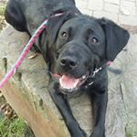 Profile Picture of lillie-2017 (@lucy.michelet) on Instagram