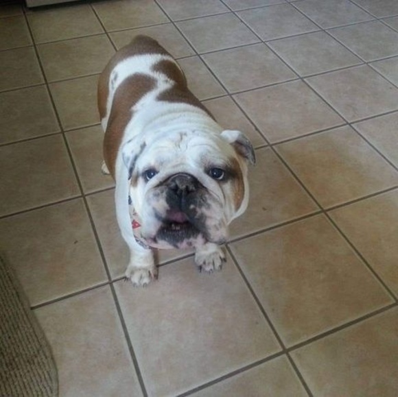 Profile Picture of Joe Berrocal (@joeberrocal) on Poshmark