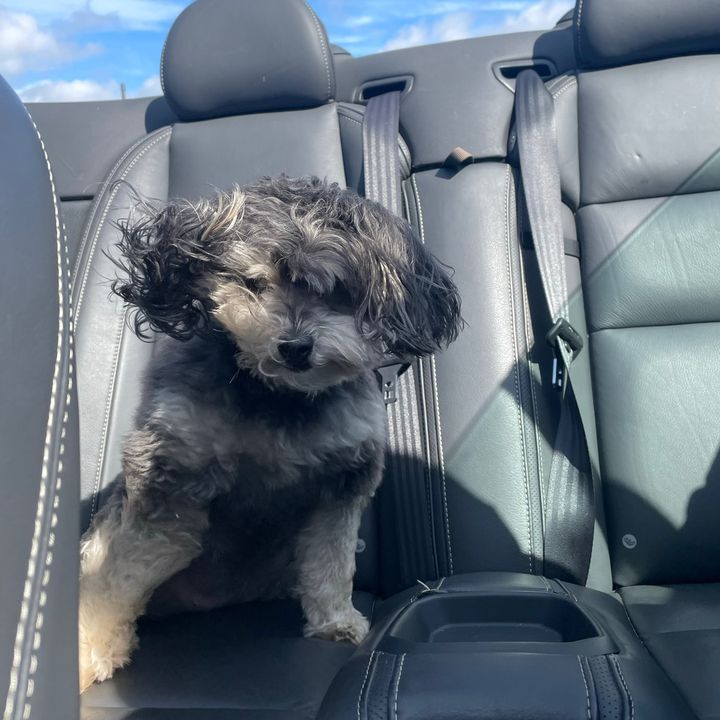 Profile Picture of alma hollen (@hayohollen) on Tiktok