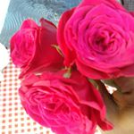 Profile Picture of Kiran Joseph (@kiranjoseph7424) on Instagram