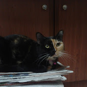 Profile Picture of Smitha Pillai (@Revealedona) on Youtube