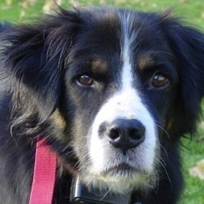 Profile Picture of Randall Pettit (@randallpettit) on Twitter