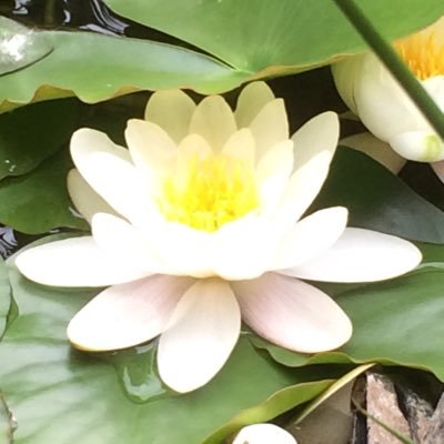 Profile Picture of Rachel Serrano (@antoniaraquel26) on Twitter