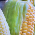 A Michael Pollan Fan - Instagram Profile Picture of A Michael Pollan Fan (@amichaelpollanlover) on Instagram