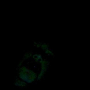 Profile Picture of Isaac Dickenson (@238824696) on Myspace