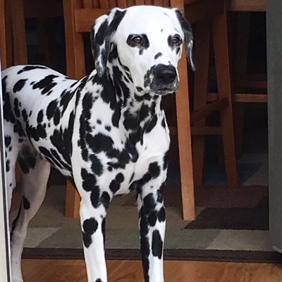 Profile Picture of Kevin O'Connell (@kevinoconnell) on Twitter