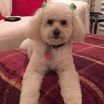 Cindy Reed-Tolewitzke - Instagram Profile Picture of Cindy Reed-Tolewitzke (@cindy1cpa) on Instagram