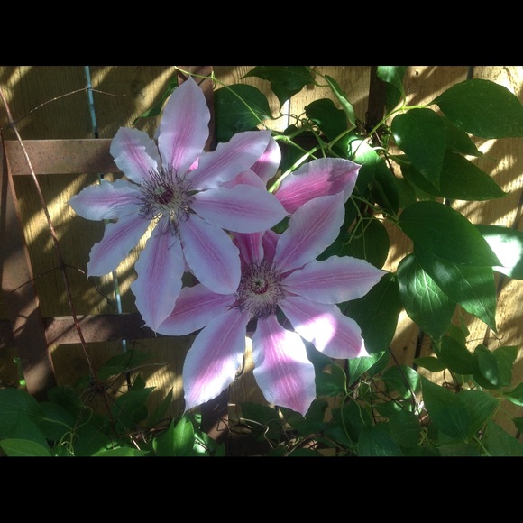 Profile Picture of Krista Scanlon (@only1left) on Poshmark