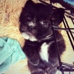 Profile Picture of Rocco🐶 (@roccomcconwaycook) on Instagram