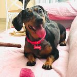 Profile Picture of Olívia Almeida 🦴 (@olivia_salsicha_) on Instagram