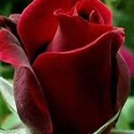 Profile Picture of Zulma Suarez (@zulma1385) on Instagram