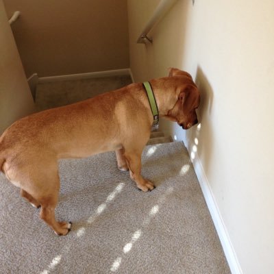 Profile Picture of Daniel Antwine (@texasraven5102) on Twitter