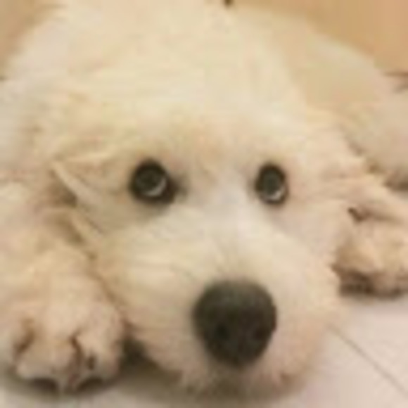 Profile Picture of Y Choi (@chye80) on Poshmark