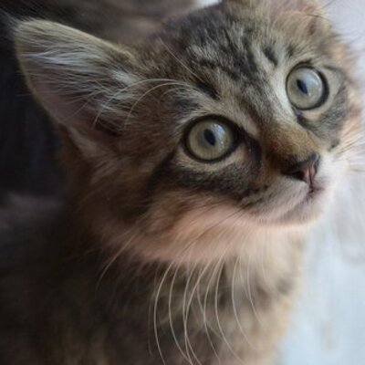 Profile Picture of Marcelo Calderón (@SrTosbound) on Twitter