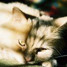 Profile Picture of Cathy McCall Rich (@ohwellodell) on Pinterest
