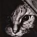 Profile Picture of Amanda Senft (@Amanda-Senft) on Facebook