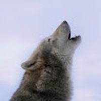 Profile Picture of Kaoz Wolf (@kaoz-wolf) on Quora