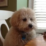 Profile Picture of Bob Tucker Schulte (@bobtucker2013) on Instagram