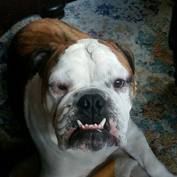 Profile Picture of Matt Domonkos (@mdomonkos) on Poshmark