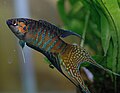 Profile Picture of Paradise fish - Wikipediaon Wikipedia
