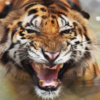 Profile Picture of Chris Tiger (@ChrisTi99040061) on Twitter