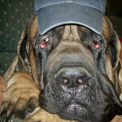 Profile Picture of Janice Walsh (@Jan_Walsh118) on Twitter