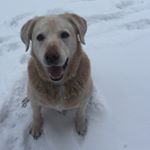 Profile Picture of Amanda Binning (@amanda.ud8) on Instagram
