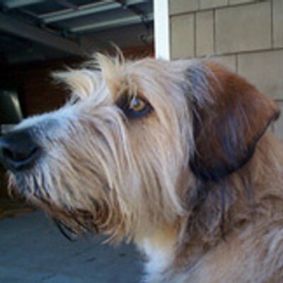 Profile Picture of Stacey Vincent (@RESQ1) on Twitter