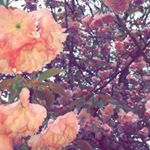 Profile Picture of Kayla Mckinnon (@kayphotography2) on Instagram