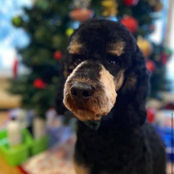 Profile Picture of Danielle Knull (@dknull) on Poshmark