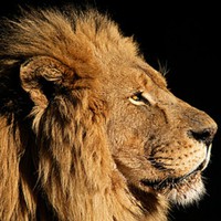 Profile Picture of Cameron Joss (@cameron-joss-1) on Quora