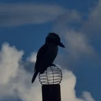 Profile Picture of Carlos Siwel (@Carlos-Siwel) on Facebook