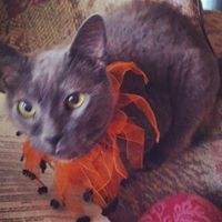 Profile Picture of Chad Vollrath (@chad-vollrath) on Quora