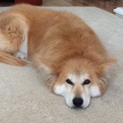 Profile Picture of Andrew Ian Nixon (@andrewiannixon) on Twitter