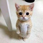 Profile Picture of Mike Hunt Hertz (@nbacat2007hd) on Instagram