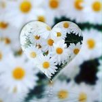 Fatima Fleming Araujo Lima - Instagram Profile Picture of Fatima Fleming Araujo Lima (@xicafleming) on Instagram