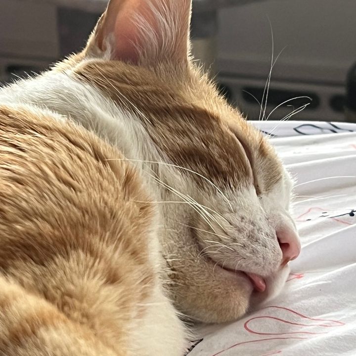 Profile Picture of MatthewPurry 🐈 (@matthew_purry19137) on Tiktok
