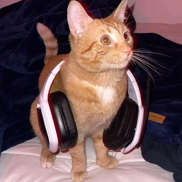 Profile Picture of Ace Sistek (@acesistek) on Poshmark