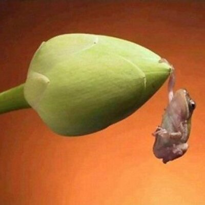 Profile Picture of Jeri Lynn  Bush (@keepnfayth) on Twitter