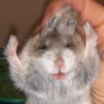 Profile Picture of Ham Conlisk (@hamtheham) on Instagram