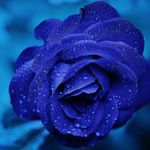 Profile Picture of Audrey Robles (@audrey_robles7474) on Instagram