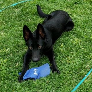 Profile Picture of Kerri-Ann Amoia-Lynch (@german_shepherdlovee) on Instagram