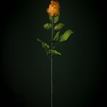 Profile Picture of Leonardo D´ Sn. Simón (@desansimon) on Instagram